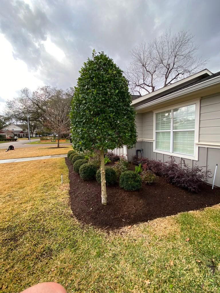 Professionally trimmed residential hedges
